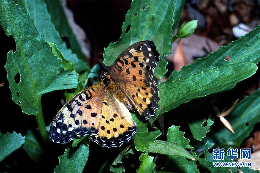 共建地球生命共同体丨澳大利亚26种本地蝴蝶面临灭绝危险