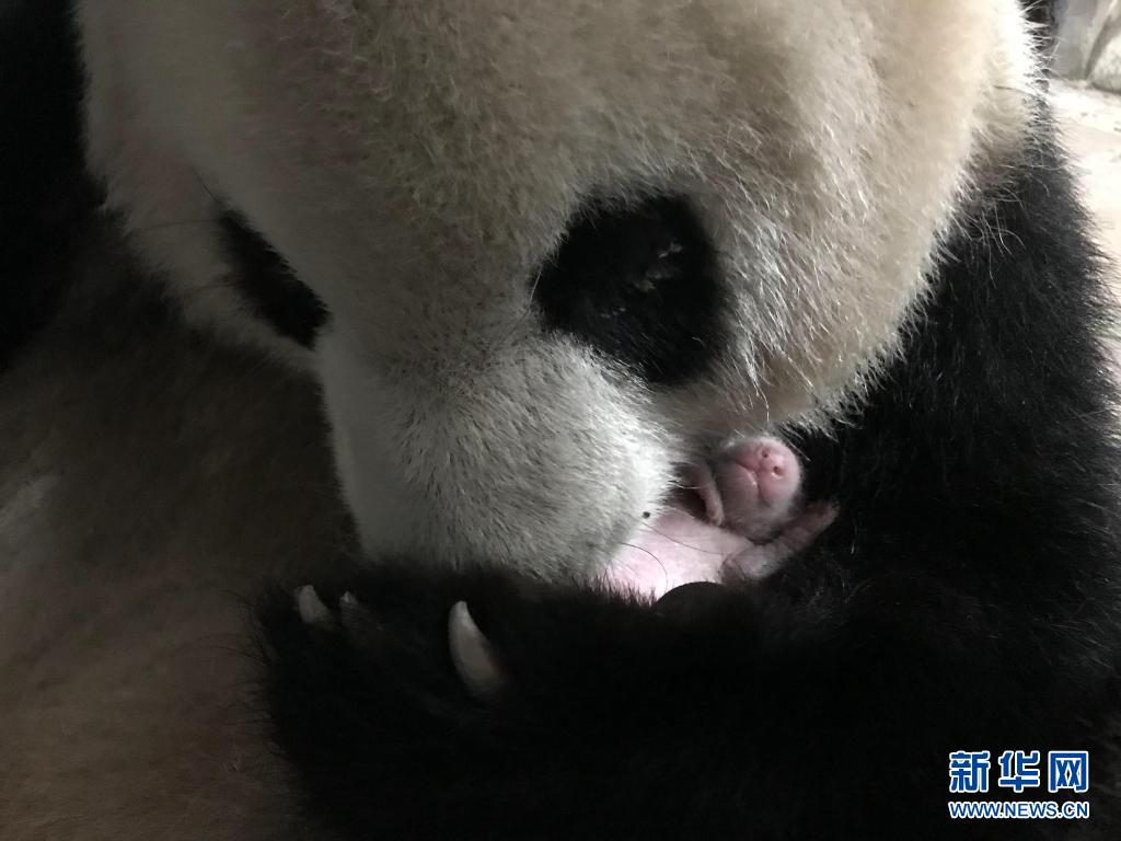 重庆动物园大熊猫产下双胞胎幼仔