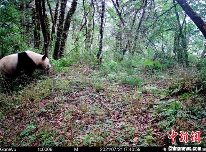 四川平武：全国首个以监测野生大熊猫为主的生物多样性监测系统成功部署
