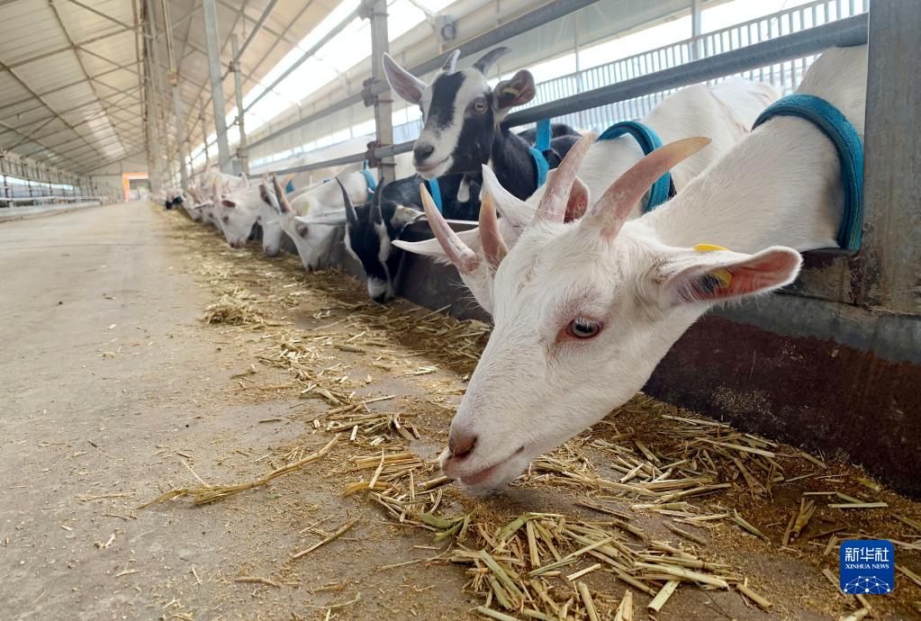 呼和浩特推进羊奶产业发展