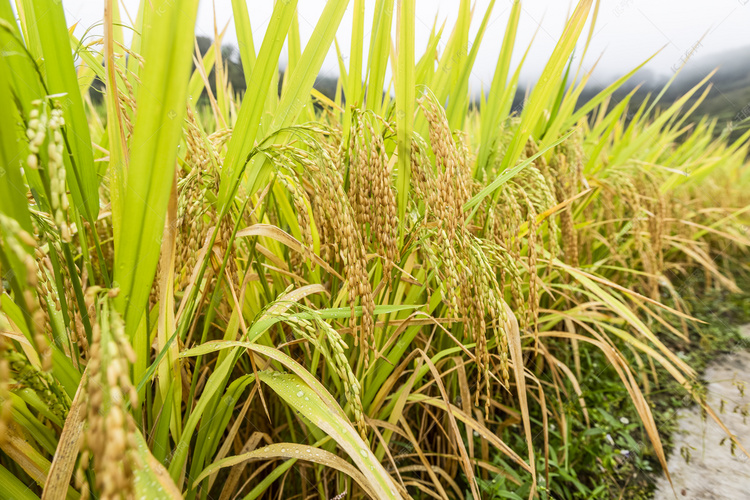 我国科学家破译控制水稻种子活力的“遗传密码”